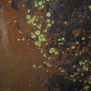 lichens-crustose-rust-Xanthoparmelia-nr-cave-entrance-2008-07-22-img 0677