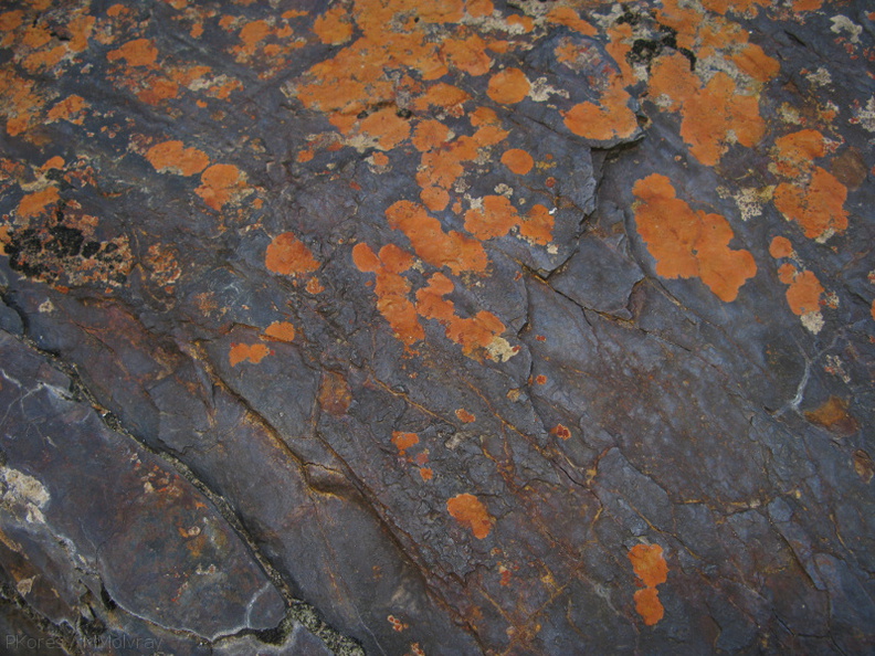lichens-crustose-rust-Xanthoparmelia-nr-cave-entrance-2008-07-22-img_0679.jpg