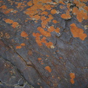 lichens-crustose-rust-Xanthoparmelia-nr-cave-entrance-2008-07-22-img 0679