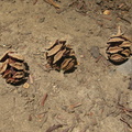 metasequoia-glyptostroboides-dawn-redwood-cones-2008-07-31-IMG_1012.jpg