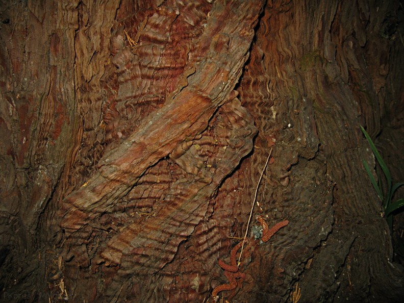 rippled-trunk-exposed-wood-nr-Zumwalt-2008-07-22-img_0632.jpg