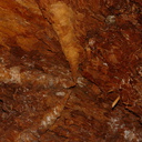 root-beginnings-inside-hollow-trunk-Mist-Falls-2008-07-21-CRW 7587