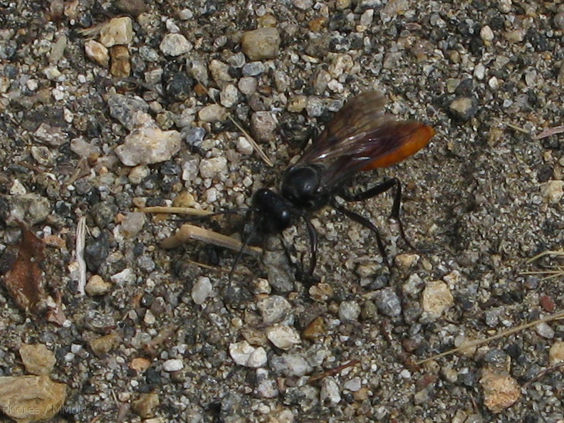 russet-wasp-Kings-Canyon-2008-07-20-img_0403.jpg