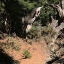 sapling-on-fallen-redwood-trunk-Redwood-Canyon-2008-07-24-CRW 7688