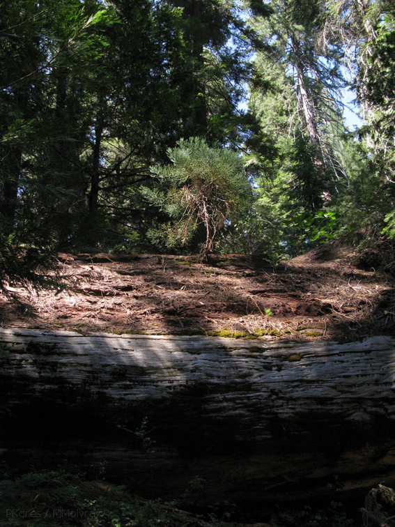 sapling-on-fallen-redwood-trunk-Redwood-Canyon-2008-07-24-IMG 0900