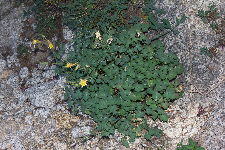 Aquilegia-pubescens-Covilles-columbine-near-Heather-Lake-SequoiaNP-2012-08-02-IMG_6575.jpg