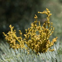 Arceuthobium-campylopodum-western-dwarf-mistletoe-on-fir-trail-to-Buena-Vista-SequoiaNP-2012-08-01-IMG 6442