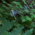 Asyneuma-prenanthoides-Campanula-California-harebell-road-to-Crescent-Meadow-SequoiaNP-2012-07-31-IMG 2423