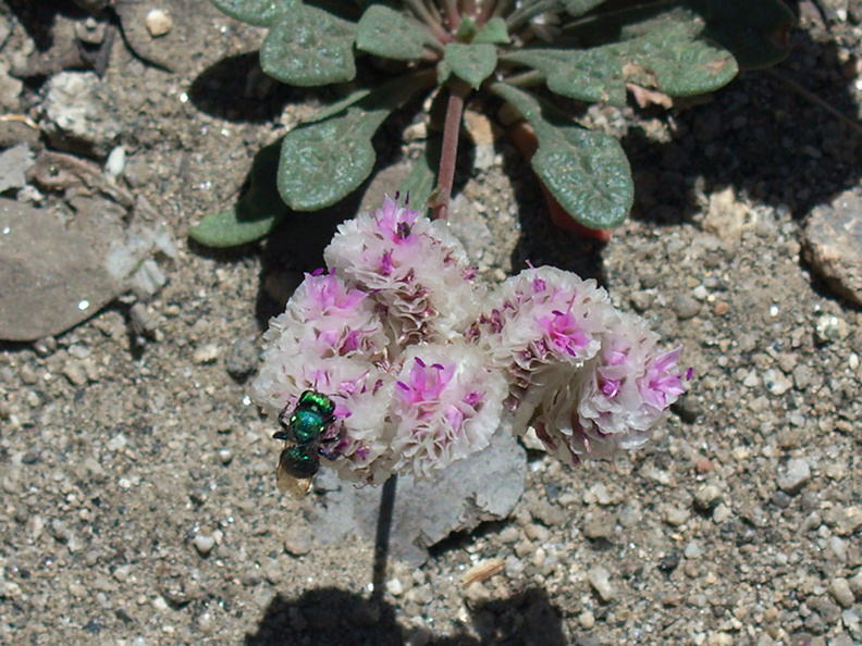 Calyptridium-monospermum-oneseeded-pussypaws-Buena-Vista-SequoiaNP-2012-08-01-IMG_6484.jpg