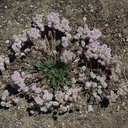 Calyptridium-monospermum-oneseeded-pussypaws-Buena-Vista-SequoiaNP-2012-08-01-IMG 6497