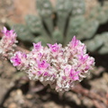 Calyptridium-monospermum-oneseeded-pussypaws-trail-to-Buena-Vista-SequoiaNP-2012-08-01-IMG 6438