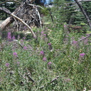 Chamerion-angustifolium-fireweed-Buena-Vista-trail-SequoiaNP-2012-08-01-IMG 6486