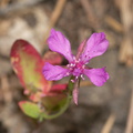 Clarkia-rhomboidea-forest-clarkia-Crescent-Meadow-to-Museum-trail-SequoiaNP-2012-07-31-IMG 6420