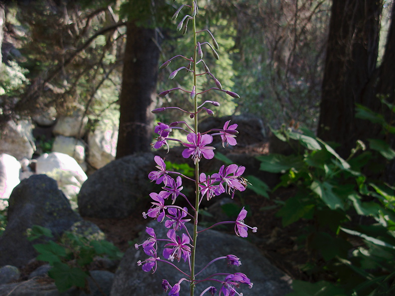 Clarkia-rhomboidea-forest-clarkia-Crescent-Meadow-to-Museum-trail-SequoiaNP-2012-07-31-IMG_6421_2.jpg