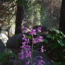 Clarkia-rhomboidea-forest-clarkia-Crescent-Meadow-to-Museum-trail-SequoiaNP-2012-07-31-IMG 6421 2