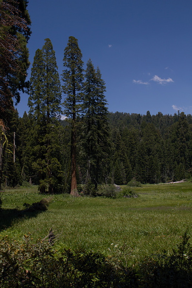 Crescent-Meadow-area-SequoiaNP-2012-07-06-IMG_5957.jpg