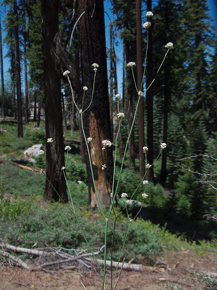 Eriogonum-sp-Buena-Vista-trail-SequoiaNP-2012-08-01-IMG_2504.jpg