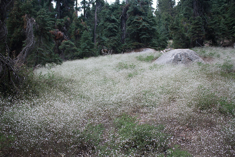 Gayophytum-diffusum-ground-smoke-Heather-Lake-trail-SequoiaNP-2012-08-02-IMG_6644.jpg