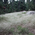 Gayophytum-diffusum-ground-smoke-Heather-Lake-trail-SequoiaNP-2012-08-02-IMG_6644.jpg