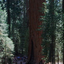 General-Grant-Grove-SequoiaNP-2012-07-30-IMG 6353