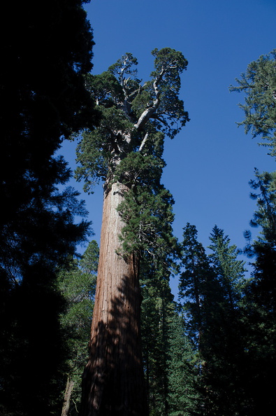 General-Grant-tree-giant-redwood-Kings-Canyon-2012-07-05-IMG_5876.jpg