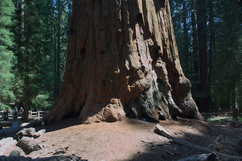 General-Sherman-tree-SequoiaNP-2012-07-06-IMG_5975.jpg