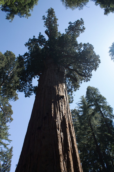 General-Sherman-tree-SequoiaNP-2012-07-06-IMG_5976.jpg