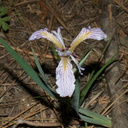 Iris-munzii-meadow-near-Princess-camp-SequoiaNP-2012-07-06-IMG 5990