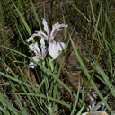 Iris-munzii-meadow-near-Princess-camp-SequoiaNP-2012-07-06-IMG 5993