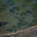 Isoetes-nuttallii-quillwort-growing-in-water-Heather-Lake-wetlands-SequoiaNP-2012-08-02-IMG 6585