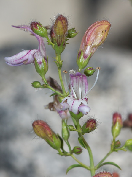Keckiella-breviflora-gaping-penstemon-rte-180-S-of-Princess-Kings-CanyonNP-2012-07-06-IMG_5893.jpg