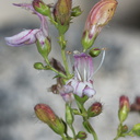 Keckiella-breviflora-gaping-penstemon-rte-180-S-of-Princess-Kings-CanyonNP-2012-07-06-IMG 5893