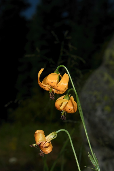 Lilium-kelleyanum-Kelleys-tiger-lily-Heather-Lake-trail-SequoiaNP-2012-08-02-IMG_6634.jpg
