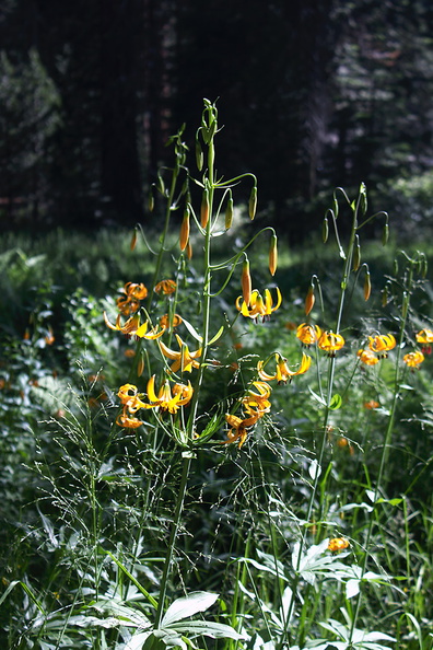 Lilium-pardalinum-California-tiger-lily-General-Grant-Grove-Kings-Canyon-2012-07-05-IMG_5873.jpg