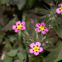 Linanthus-montanus-mustang-clover-Crescent-Meadow-SequoiaNP-2012-07-06-IMG 5950
