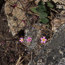 Linanthus-montanus-mustang-clover-Crescent-Meadow-to-Museum-trail-SequoiaNP-2012-07-31-IMG 2443