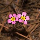 Linanthus-montanus-mustang-clover-Sequoia-NP-2012-07-31-IMG 6426 2