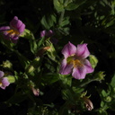Mimulus-lewsii-monkeyflower-Stony-Creek-SequoiaNP-2012-08-01-IMG 2506