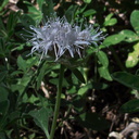 Monardella-odoratissima-pallid-monardella-trail-to-Buena-Vista-SequoiaNP-2012-08-01-IMG 2486