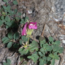 Penstemon-newberryi-mountain-pride-near-Heather-Lake-SequoiaNP-2012-08-02-IMG 6560