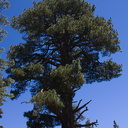Pinus-jeffreyi-Buena-Vista-trail-SequoiaNP-2012-08-01-IMG 6488