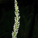 Platanthera-leucostachys-sierra-rein-orchid-Mist-Falls-Bubbs-Creek-trail-Kings-CanyonNP-2012-07-08-IMG 6121