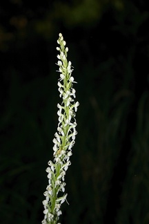 Platanthera-leucostachys-sierra-rein-orchid-Mist-Falls-Bubbs-Creek-trail-Kings-CanyonNP-2012-07-08-IMG 6121
