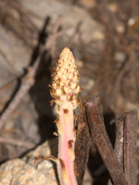 Pterospora-andromedea-pinedrops-near-Heather-Lake-SequoiaNP-2012-08-02-IMG_6625.jpg