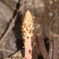 Pterospora-andromedea-pinedrops-near-Heather-Lake-SequoiaNP-2012-08-02-IMG 6625