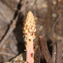 Pterospora-andromedea-pinedrops-near-Heather-Lake-SequoiaNP-2012-08-02-IMG 6625