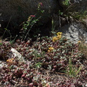 Sedum-spathulifolium-broadleaf-stonecrop-near-Heather-Lake-SequoiaNP-2012-08-02-IMG 2582