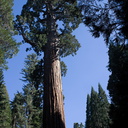 Sequoiadendron-giganteum-giant-redwood-General-Grant-Grove-Kings-Canyon-2012-07-05-IMG 5881