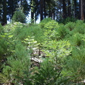 Sequoiadendron-giganteum-giant-redwood-seedlings-near-Crescent-Meadow-SequoiaNP-2012-07-31-IMG 6414