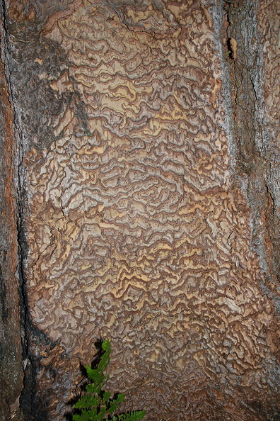 bark-beetle-gallery-Bubbs-Creek-trail-Kings-CanyonNP-2012-07-08-IMG_6175.jpg